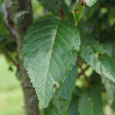 Prunus subhirtella 'Autumnalis' (6)